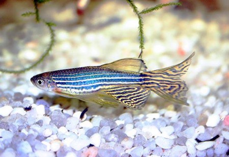 Danio pruhované