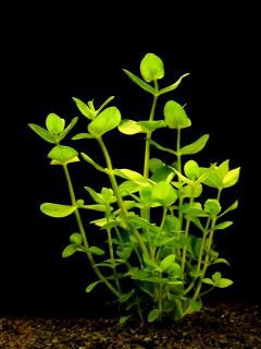 Bacopa amplexicaulis