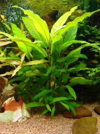 Hygrophila corymbosa