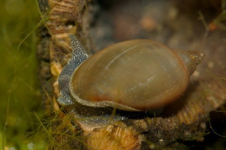 Pseudosuccinea columella