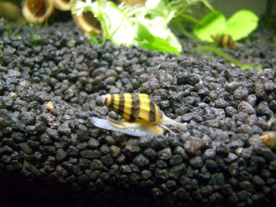 Anentome helena